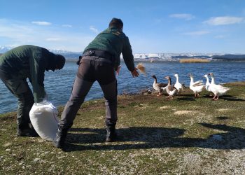 Ε΄ΚΟΗ: Έριξε τροφή για τα ζώα σε όλο το λεκανοπέδιο