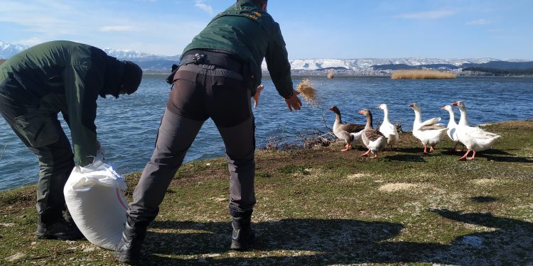 Ε΄ΚΟΗ: Έριξε τροφή για τα ζώα σε όλο το λεκανοπέδιο