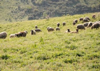 Ξεκίνησε το πρόγραμμα διαχείρισης νεκρών ζώων 2021 από την Περιφέρεια Ηπείρου
