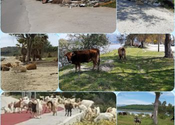 Εικόνες ντροπής στο Δρέπανο