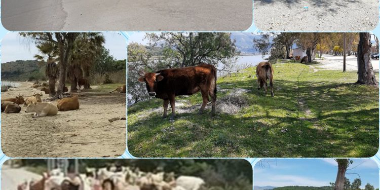 Εικόνες ντροπής στο Δρέπανο