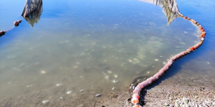 Χιλιάδες νεκρά ψάρια στο Δρέπανο λόγω ψύχους