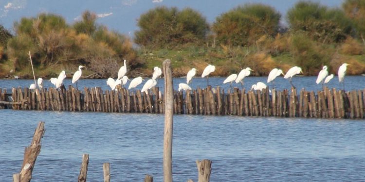 Τέλος και τυπικά του Φορέα Διαχείρισης Καλαμά