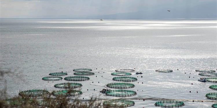 Bluetalk με την συμμετοχή της ΕΛΟΠΥ – Στο επίκεντρο οι ευκαιρίες απασχόλησης στην ιχθυοκαλλιέργεια