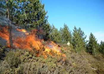 FIRE_FOREST_I