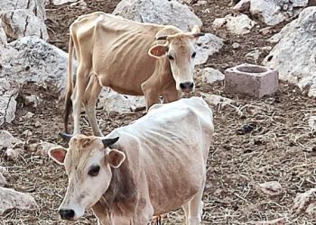 σκελετομένες-αγελαδες-