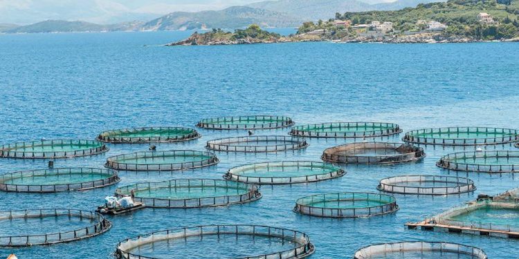 ΙΧΘΥΟΚΑΛΛΙΕΡΓΕΙΑ-2