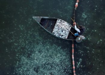 νεκρα ψαρια