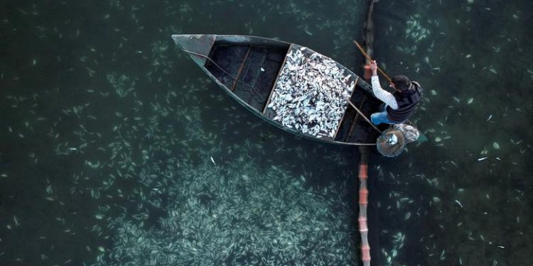 νεκρα ψαρια