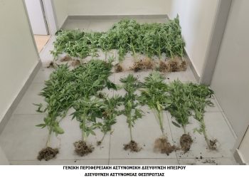 ΔΕΝΔΡΥΛΙΑ
