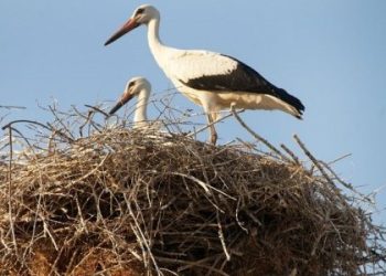 pelargos-egnatia-p5b2lfhpydz4xc955laxjzgh7p4l1ygube8uko2bw8 (1)