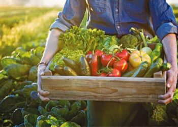 agrotes-orlj8zf6pkbu36g6oely6zhw6wlxlxr3gbkjsxluwo