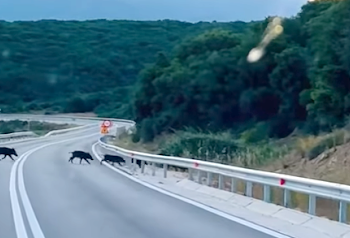 αγριογουρουνα