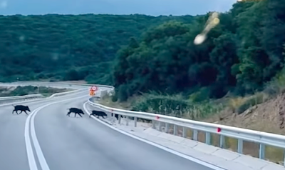 αγριογουρουνα