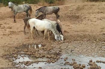 αλογα σουλι