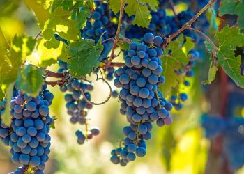 trygos_ampelia_stafylia