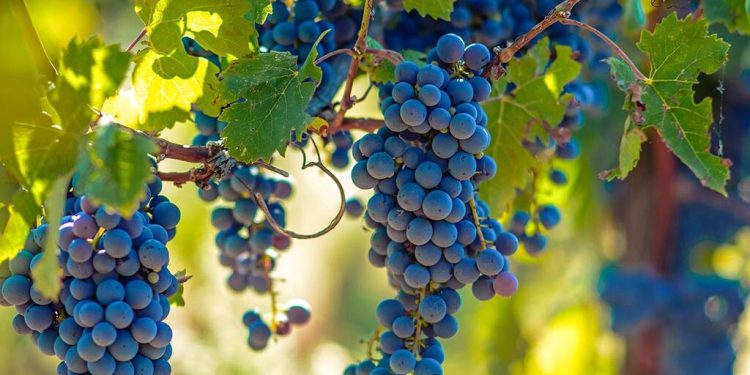 trygos_ampelia_stafylia