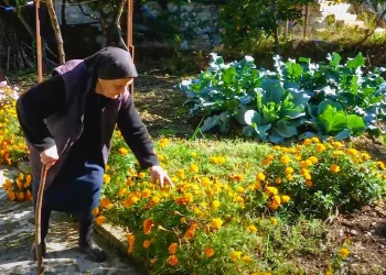 Οι Ηπειρώτισσες στην κορυφή της μακροζωίας