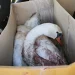 Πυροβόλησαν κύκνο στην Κορωνησία