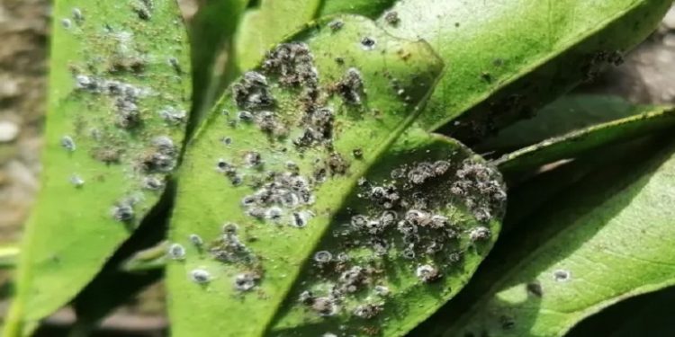 Ενημέρωση για τον «μαύρο ακανθώδη αλευρώδη» από το Δήμο Σουλίου